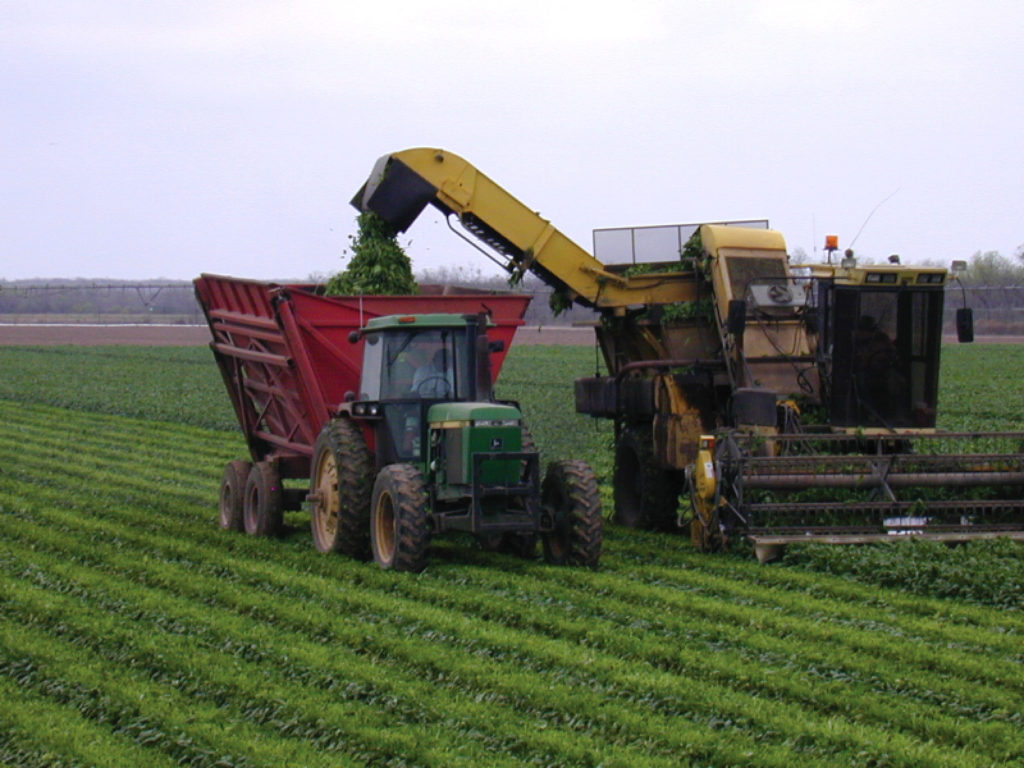 crop harvest in texas winter garden