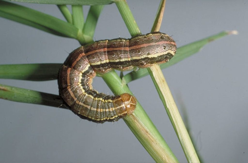 Fall armyworm