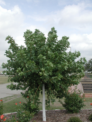 a shantung maple tree with green leaves in a flower bed
