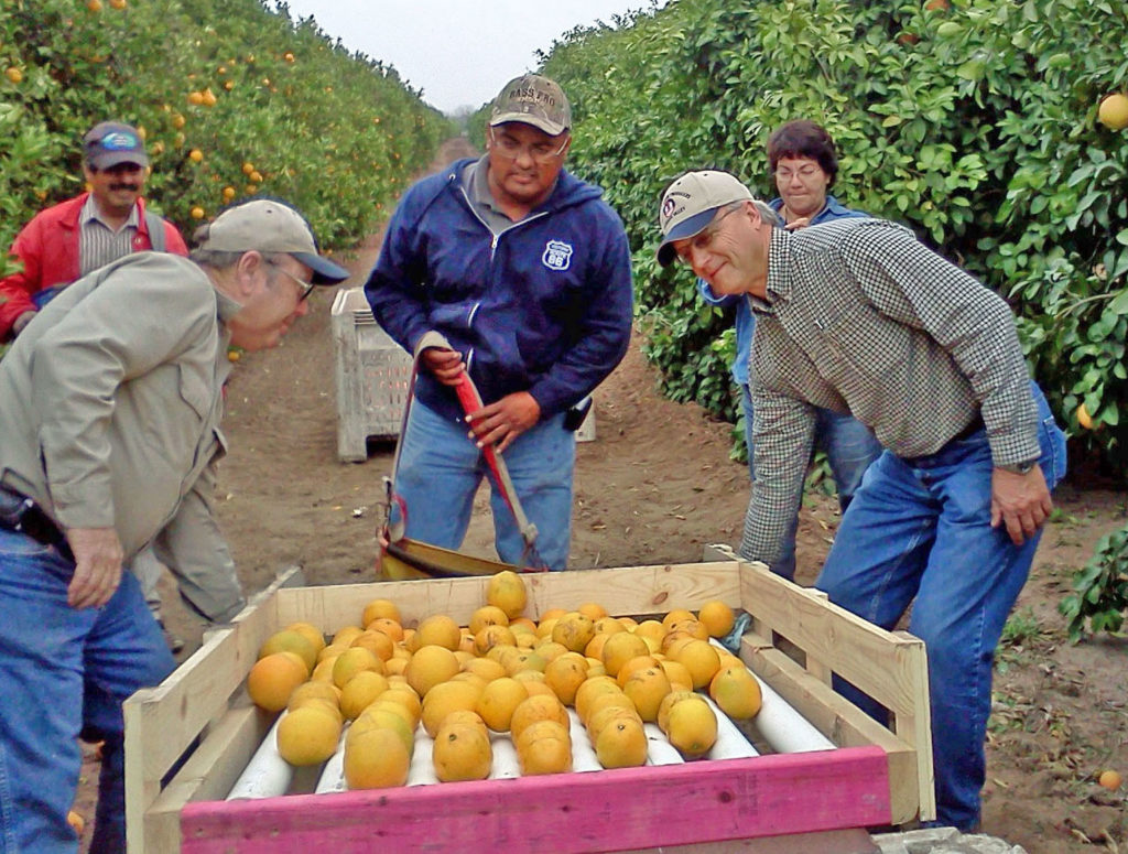 flat of citruses from grove
