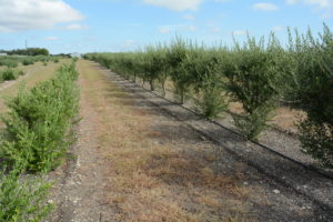olive oil trees