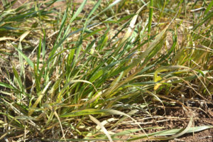 Texas A&M AgriLife Research scientists say it can be difficult to tell in the field whether a particular symptom is caused by wheat streak or something else, and the only way to know for sure is to take the sample into the plant diagnostic lab and have it tested. (Texas A&M AgriLife Research photo by Kay Ledbetter)