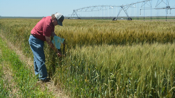 Dr. Jackie Rudd, Texas A&M AgriLife Research wheat breeder in Amarillo, checks for rust in the wheat breeding nursery at the Bushland research field. (Texas A&M AgriLife Communications photo by Kay Ledbetter)