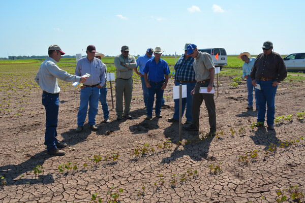 Dr. Gaylon Morgan, Texas A&M AgriLife Extension Service state cotton specialist, College Station, discusses how to manage volunteer cotton at the recent 2015 Grow Smart Field Tour held at the Texas A&M University Field Laboratory near College Station. (Texas A&M AgriLife Extension Service photo by Blair Fannin) 