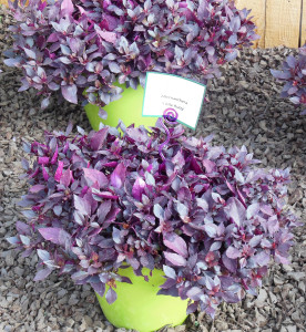 Two potted plants that are purple in color