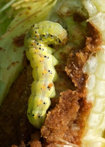 A New World corn earworm also known as the cotton bollworm, dines on an ear of corn. (Texas A&M AgriLife Extension Service photo by Dr. Pat Porter)