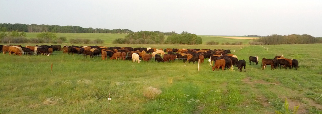 Multipaddock grazing can improve grass quality and production. (Texas A&M AgriLife Research photo)