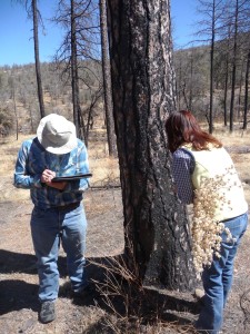 Dr. Alyson McDonald, Texas A&M AgriLIfe Extension Service range specialist, and Phillip Steigerwald, Texas A&M University graduate student, look at trees charred by fire one year earlier. (Texas A&M AgriLife photo)