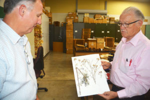Dale Kruse and Dr. Stephan Hatch look over a specimen file at the S. M. Tracy Herbarium. (Texas A&M AgriLife Communications photo by Kay Ledbetter)