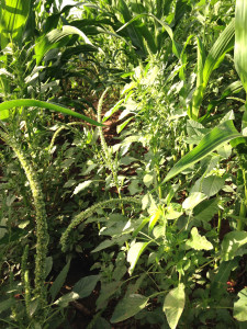A check plot with no herbicide application shows heavy weed pressure during the Texas A&M AgriLife Extension Service trials in 2015. (Texas A&M AgriLife Extension photo by Dr. Jourdan Bell)