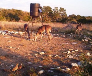 The study on aflatoxin ingestion by quail addressed what might occur if quail consumed affected grain-based feed intended for deer or livestock. (Texas A&M AgriLife Research photo)