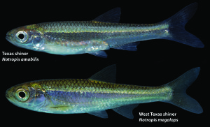 The West Texas shiner closely resembles the Texas shiner (Texas A&M AgriLife Research photo courtesy of Dr. Kevin Conway)