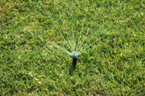 Regardless of the type of turfgrass, the Texas A&M AgriLife Extension Service has a new management guide for weeds, insects and diseases. (Texas A&M AgriLife Communications photo by Kay Ledbetter)