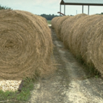 A forage testing campaign for hay is being held by Texas A&M AgriLife Extension Service offices in Bexar and Wilson counties from Aug. 1-31. (Texas A&M AgriLife Extension Service photo)