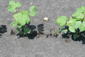 A fungal disease is killing cotton plants near Taylor. (Texas A&M AgriLife Extension Service photo by Dr. Tom Isakeit)