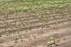 A cotton field near Mumford shows the effect of standing/excess water on growth. (Texas A&M AgriLife Extension photo by Dr. Tom Isakeit)