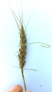 Random sprouts can be found in wheat heads such as this one in College Station after a prolonged period of moisture. (Texas A&M AgriLife Extension Service photo by Dr. Clark Neely)