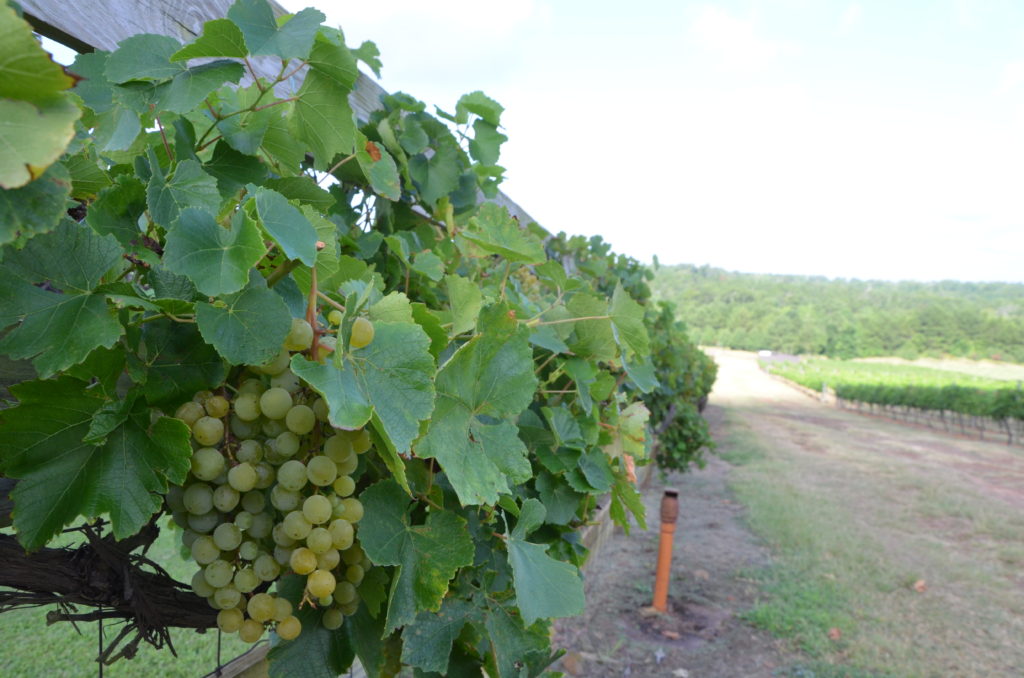 wine grape vine