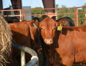 cattle inventory