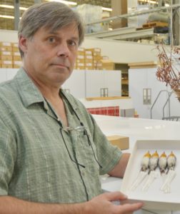Dr. Gary Voelker shows museum specimens of newly documented bird species. (Texas A&M AgriLife photo by Kathleen Phillips)