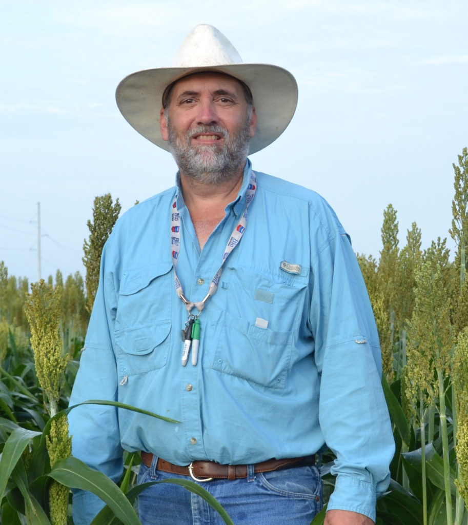 A man in a blue shirt and white cowboy hat standing in a sorghum field