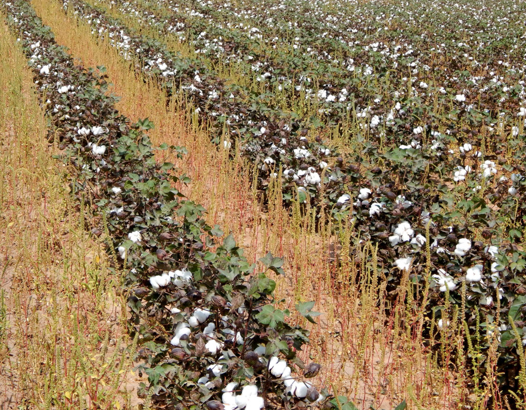a cotton field with weeds growing between the cotton rows