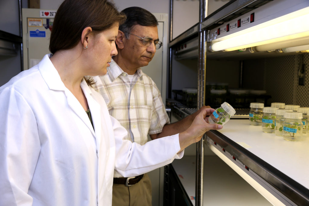 two researchers in a lab examining small jars with seedlings