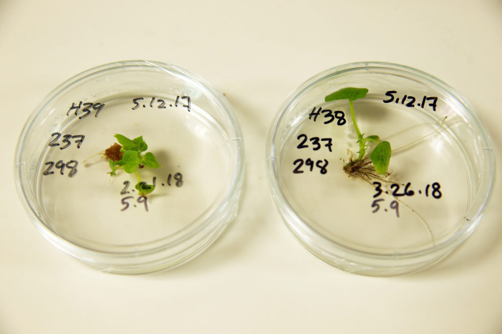 clear round dishes with plant embryos inside