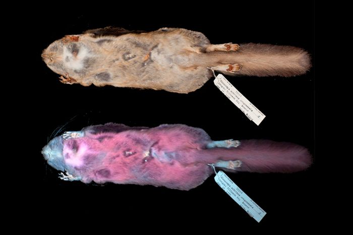 Flying Squirrel specimens show visibility from the human eye and how it fluoresces hot pink under UV light.