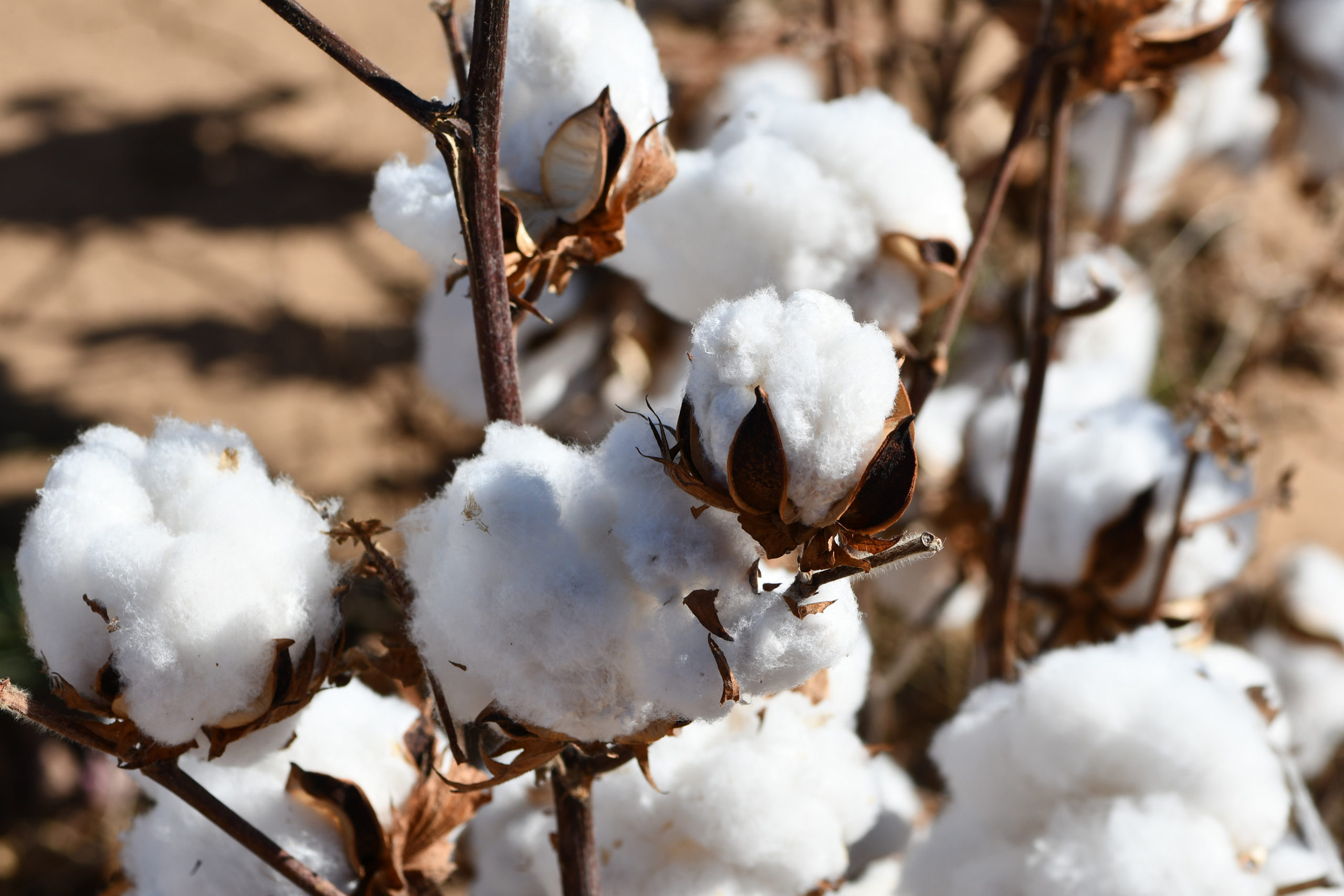 Cotton production