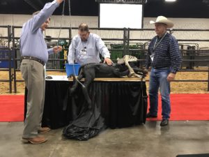 cattle inventory