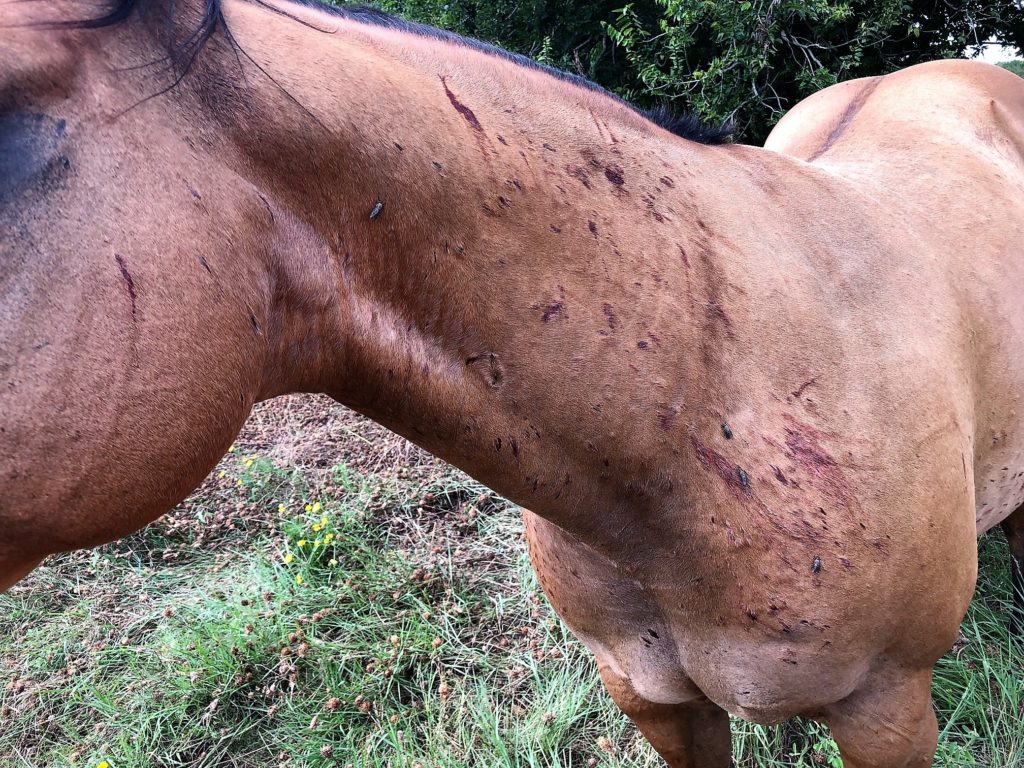 A horse with open wounds from horsefly bites.