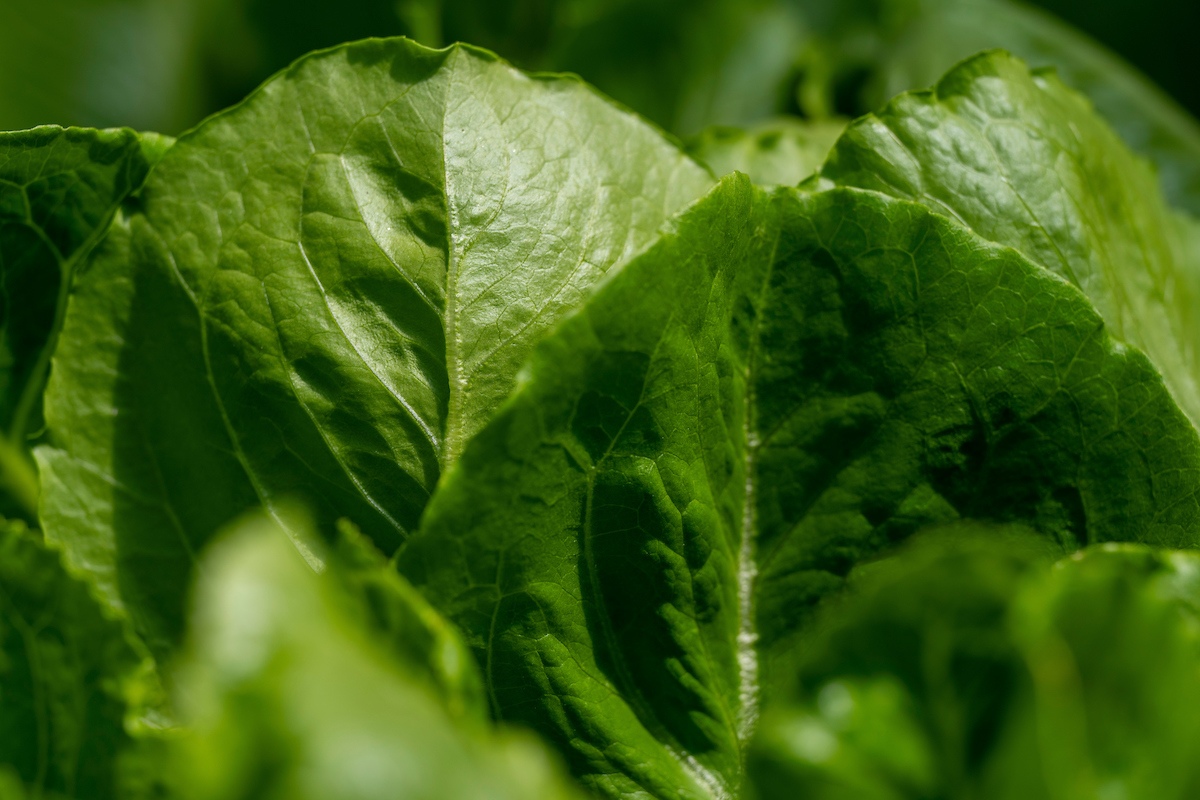 Close view of lettuce leaves