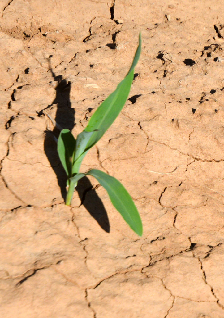 representing plant breeding specialization