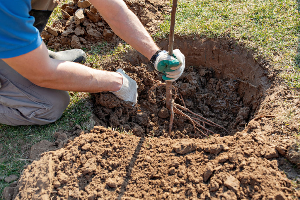 Man plants a fruit tree, bare roots. Hands close up