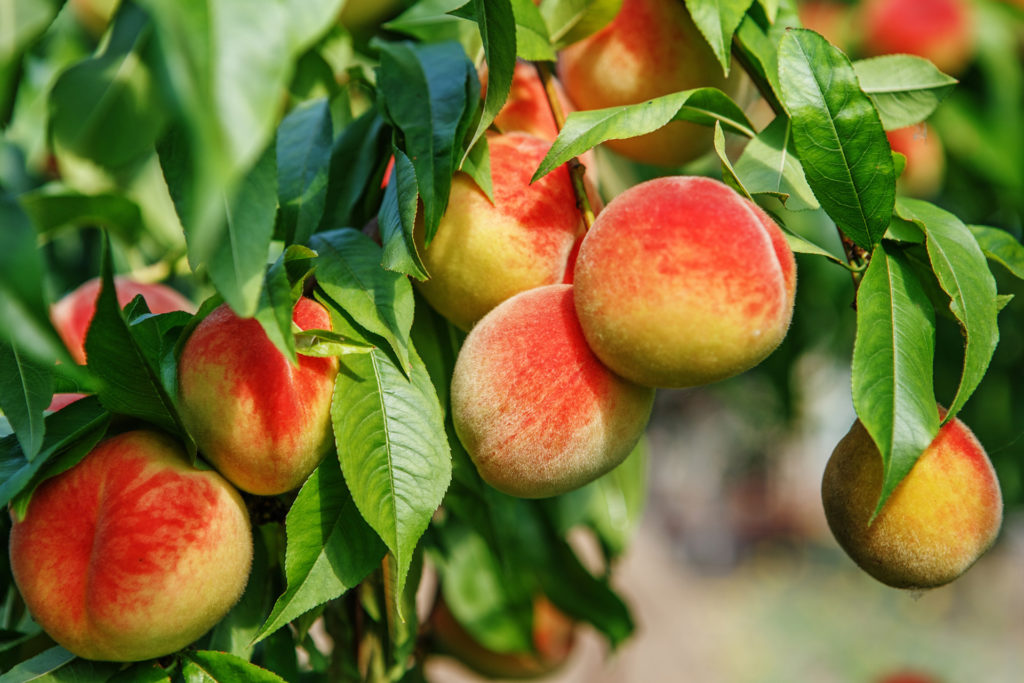 Ripening peaches hanging from tree limbs