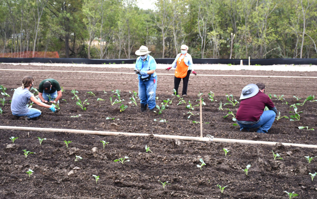 Gardeners standing and squatting to plant vegetables in the field at Greenies Urban Farm