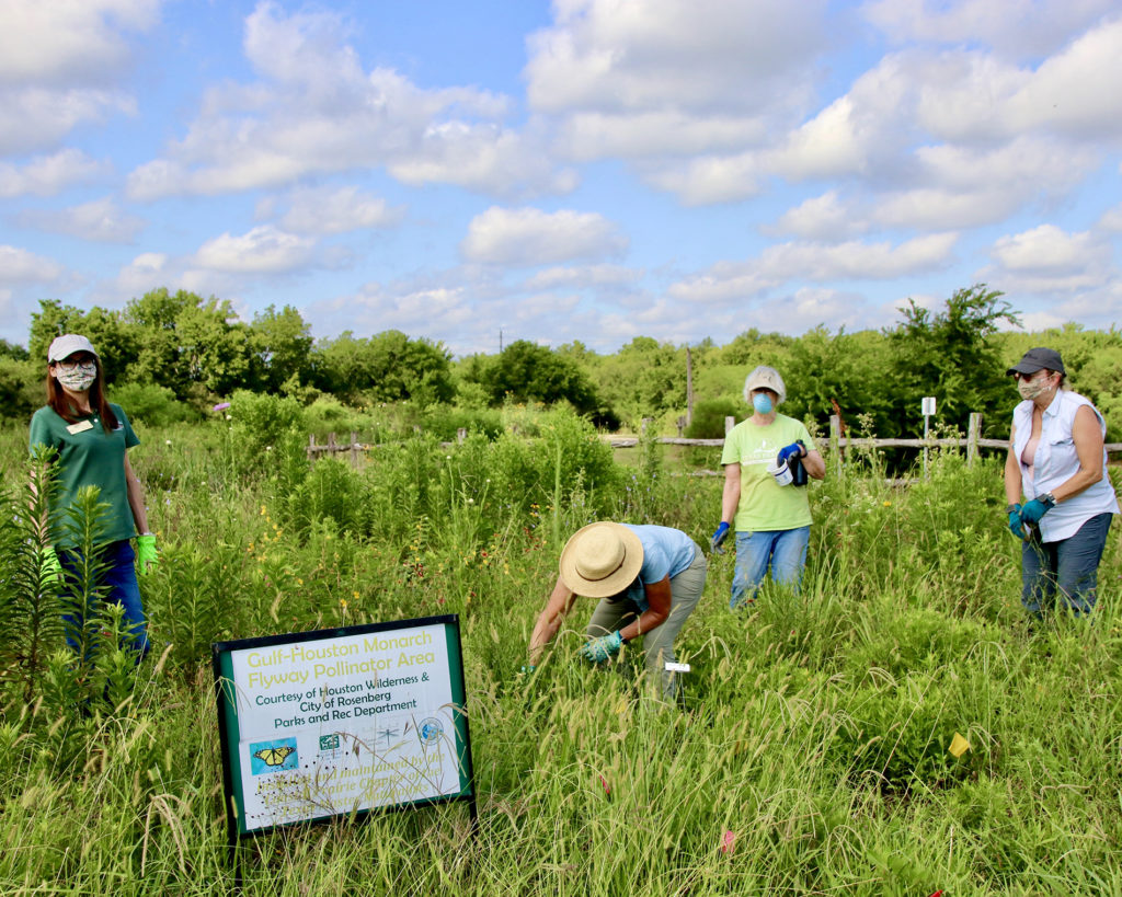 volunteers working in a pollinator fly zone