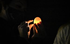 Candeling an egg.