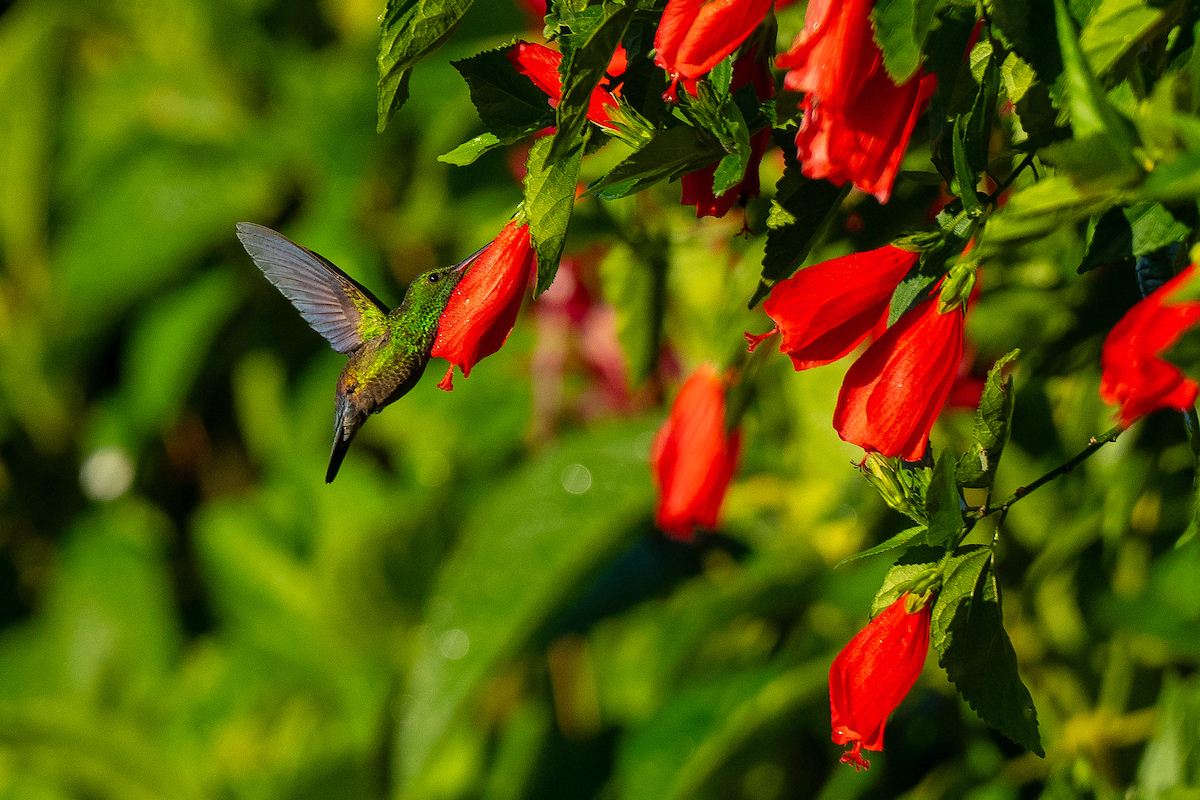 A green hummingbird drinking from a red flower
