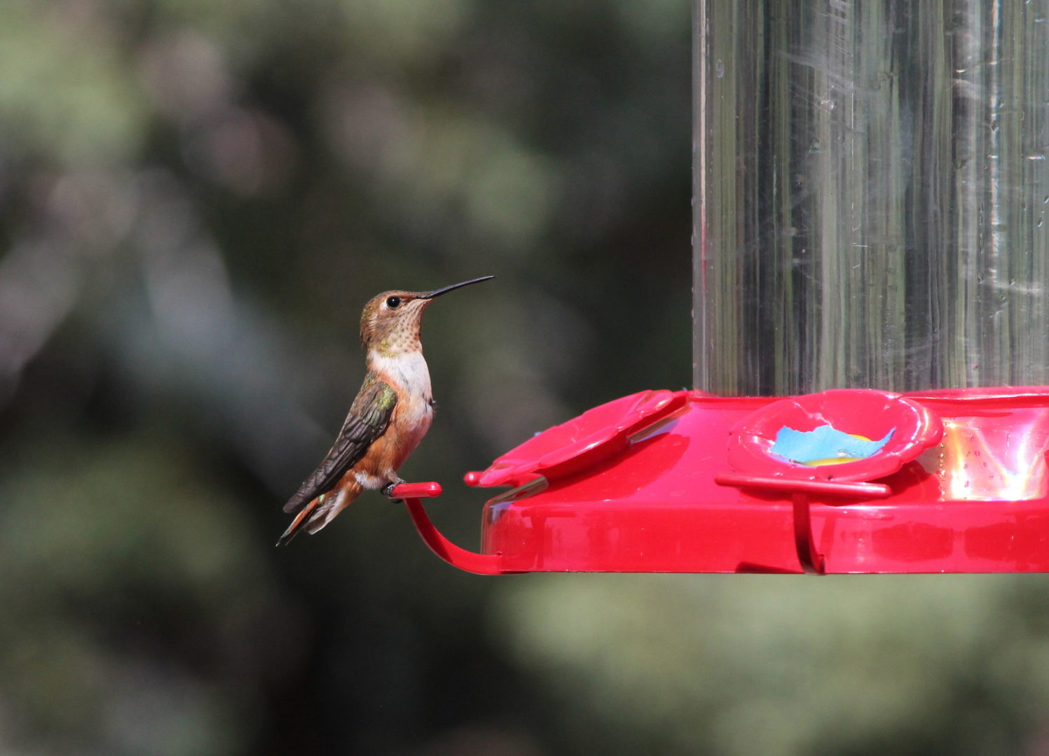 Hummingbird at feeder