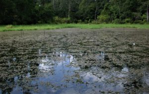 hydrilla in pond lake