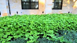 Ornamental Sweet Potato growing against a brick building