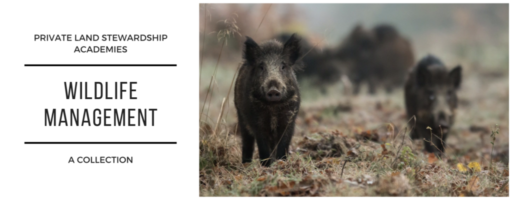 A title bar graphic. The top one reads "Private Land Stewardship Academies." The second reads "Wildlife Management." The third reads "A Collection." The remaining two thirds of the graphic contain a picture of a sounder of black or dark brown wild pigs shot at close range in a pasture.