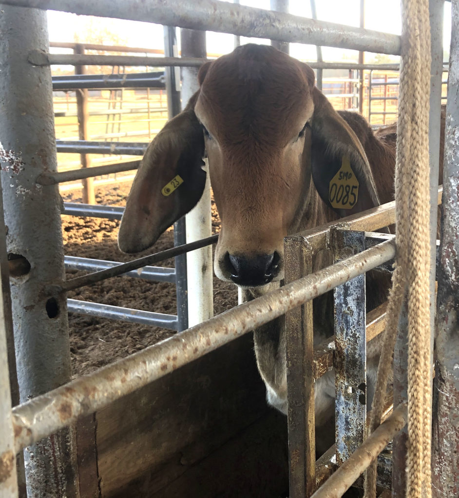A Brahman steer in the pen