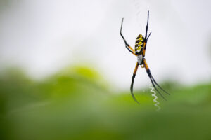 Yellow garden spider