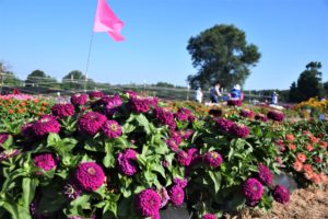Zesty Purple Zinnias