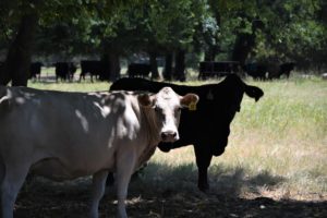 white cattle stand in the shade of some trees