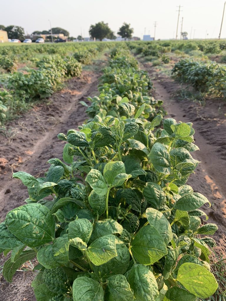 Green bushy plants of tepary beans growing in a field in a row