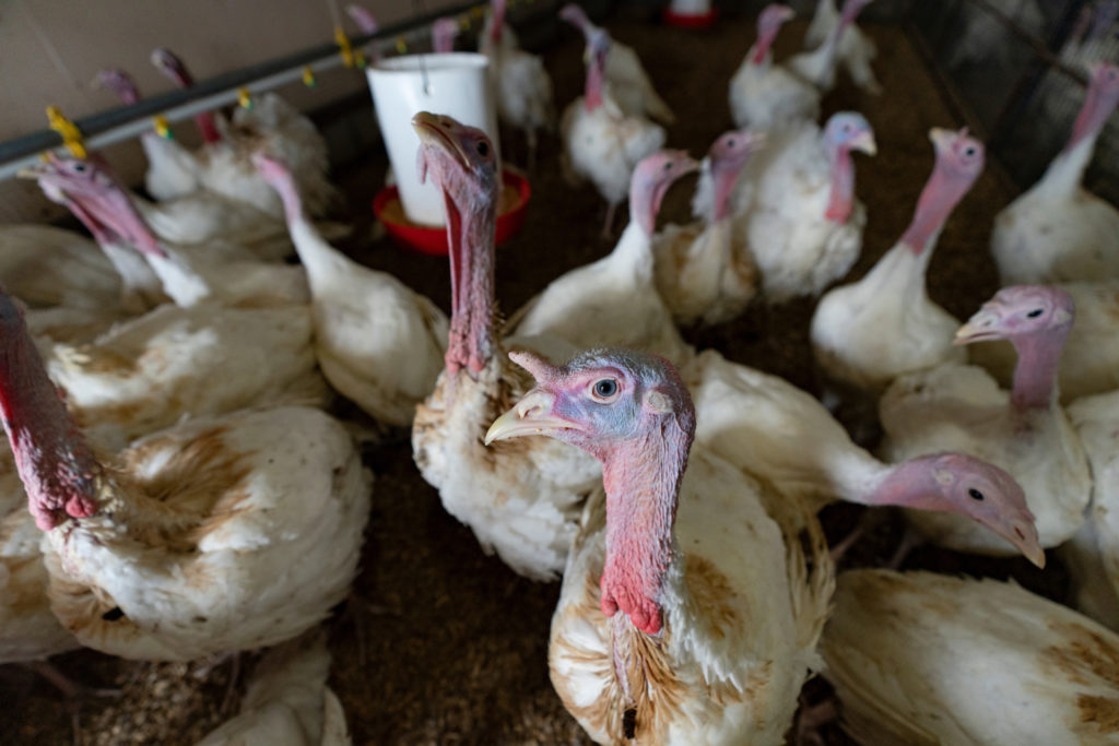 a group of turkeys in a pen setting